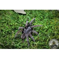 Selenocosmia javanensis / Javan yellowknee tarantula 1fh (1cm)